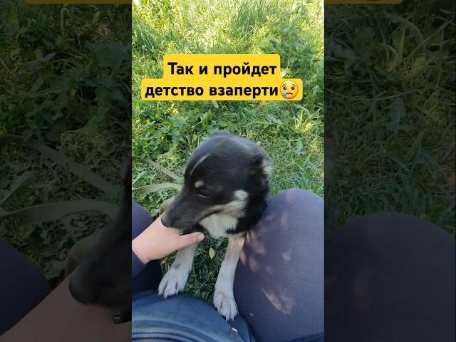 Малышка Жужа хочет домой