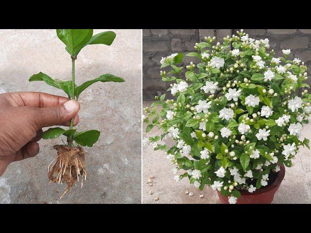 How To Grow Mogra Jasmine Plant From Cuttings | Mogra | Jasmine