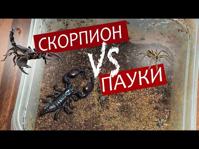 Бойня СКОРПИОН против ТРЕХ ПАУКОВ - кто кого? Что сделает скорпион с тремя шустрыми пауками?