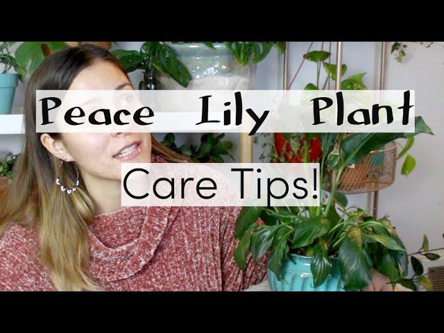 Peace Lily Plant Care Tips & Tricks | Peace Lily Houseplant Care