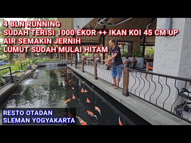 4 BULAN RUNNING KOLAM KOI 2000 TON | RESTO OTADAN SLEMAN YOGYAKARTA