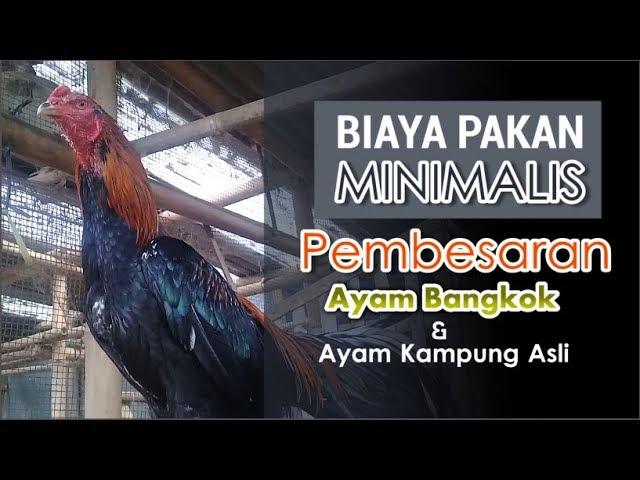 Biaya Pakan Ekonomis Pembesaran Ayam Bangkok dan Ayam Kampung Asli