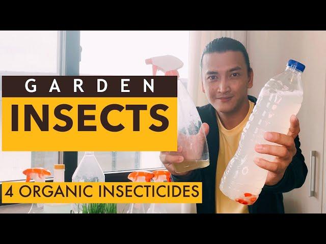 Organic Insecticide | Pangtaboy at pampuksa sa mga ANTS, APHIDS, MITES, AT SNAILS | GARDEN PEST TIPS