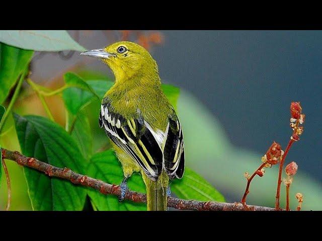 SUARA PIKAT AMPUH UNTUK BURUNG CIPOH DAN SIRTU (suara pikat andalan jaya channel).