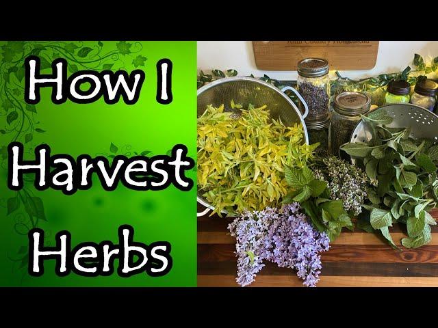 How I Harvest Herbs