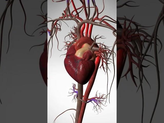 See the Wonder of Your Beating Heart - 3D Animation