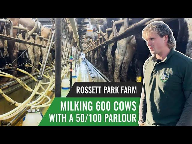 Milking 600 Cow With a 50/100 Parlour - Rossett Park Farm