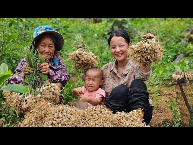 Single mother - Gardening - Harvesting onions to sell at the market