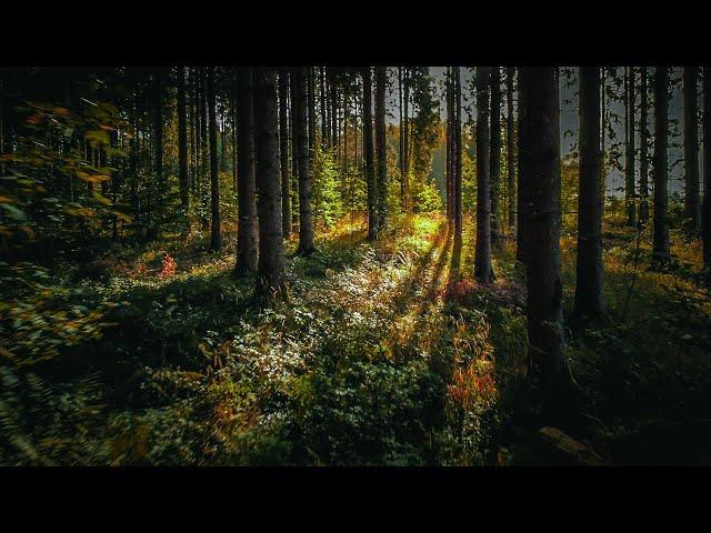BLACK FOREST - Baden Wurttenberg Cinematic , Germany |Film |4K | DJI Mini 2 | Canon R7