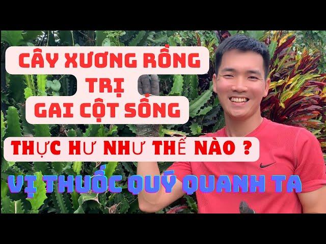 Cây Xương Rồng Trị Gai Cột Sống - Thực Hư Như Thế Nào ?