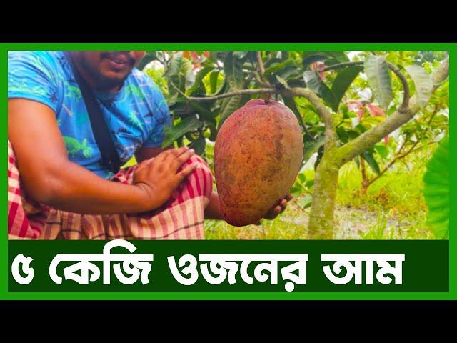 ১০০ জাতের আমের বাগান | Agro News Bangla