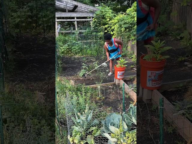 Vegetable garden clean up #vegetablegarden #gardening #gardenchores #growyourownfood #gardening