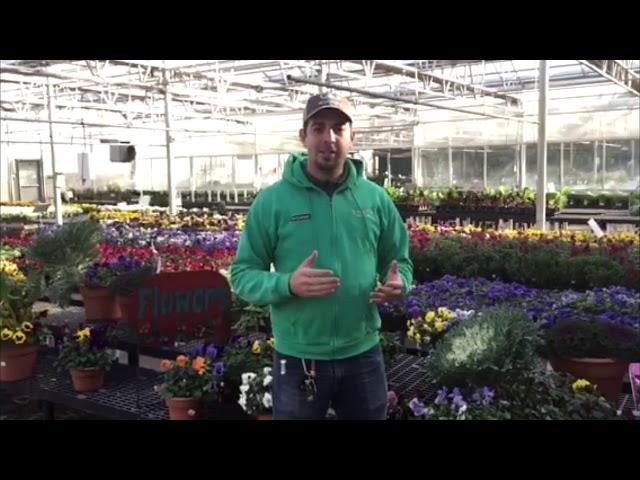 Plant Some Winter Color from Smith's Gardentown!