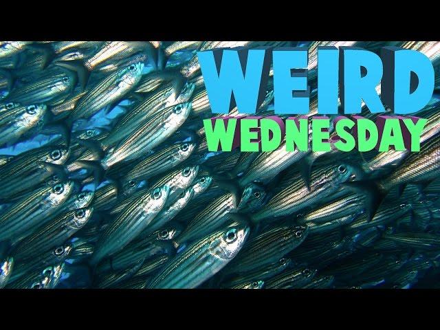 Weird Wednesday - Can't Surf Too Many Fish?!