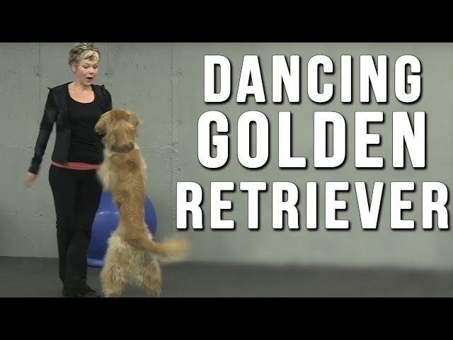 Amazing Dancing Dog Bob Fosse the Golden Retriever Dazzles with Talent In Canine Freestyle Routine