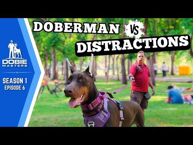 High-Distraction Public Training with a Doberman | Dobie Masters - S1E6