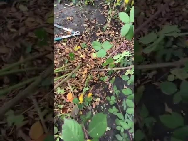 Немного об уходе за ежевикой в зиму