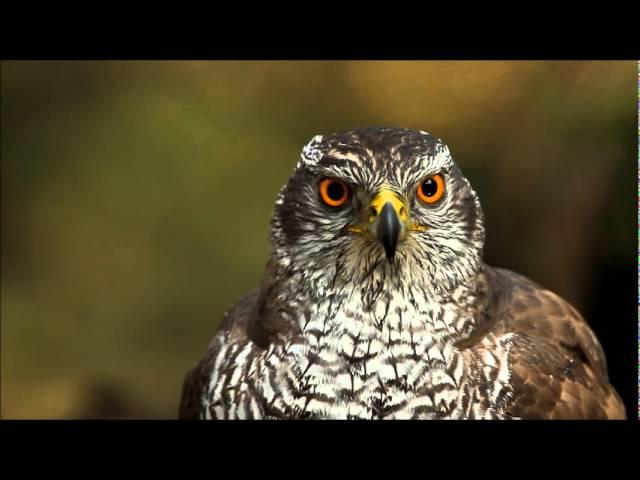 Northern Goshawk