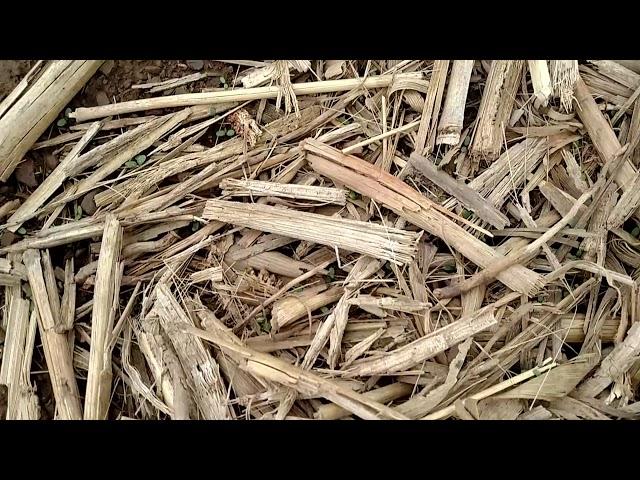 Alfalfa seedlings (and a hay tedder)