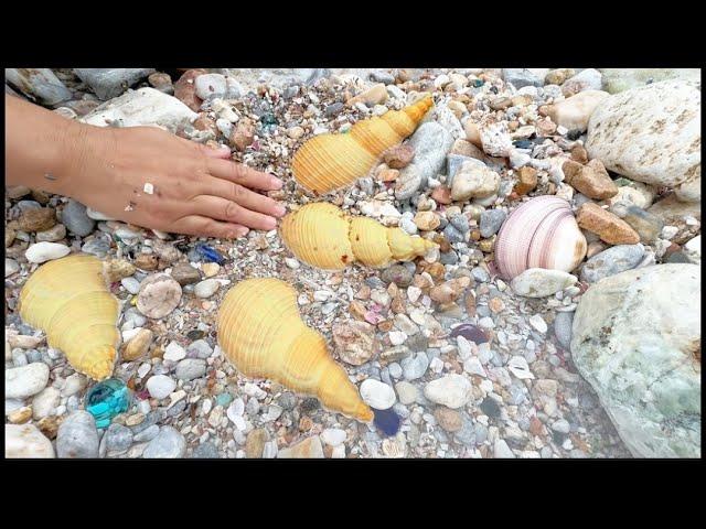 Are there pearls in the bodies of horn sea snails?  The Hunt for Big Pearls on Pebble Beach