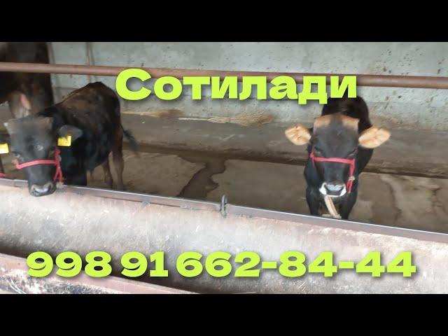 Кыргызстон парода букачалар СОТИЛАДИ 6 та 998 91 662-84-44