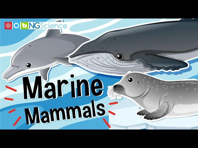 Marine Mammals