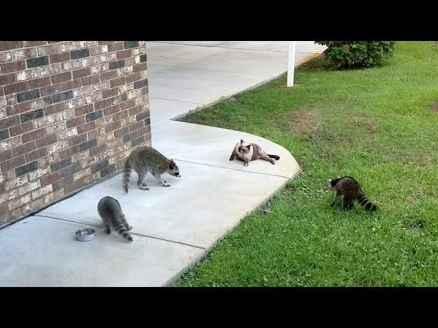 Mother Raccoon and Babies Try to Snatch Food from Kitty