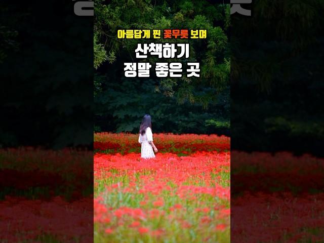 꽃무릇 보며 산책하기 정말 좋은 곳 | 우리나라 3대 꽃무릇 명소 | 가을여행지,9월 여행지,9월 가볼만한곳,선운사,국내여행지 추천,아름다운 사찰 #국내여행 #선운사 #꽃무릇