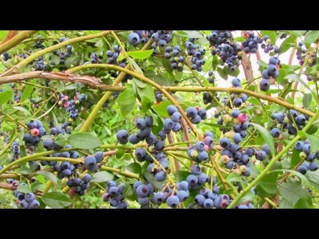 Blueberry Picking At A Local Farm