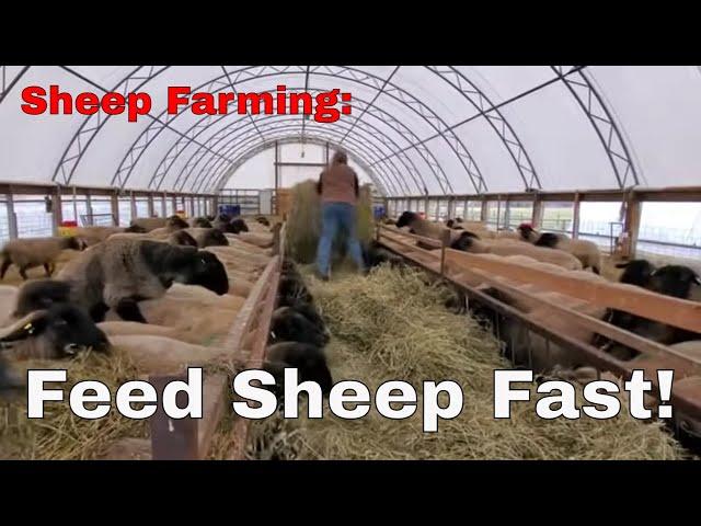 Sheep Farming - Quick, Easy & Simple Way To Feed Sheep