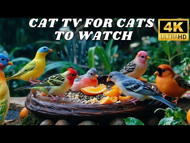 Ultimate Cat TV  Best Birds & Squirrels Videos for Cats to Enjoy 4K HDR