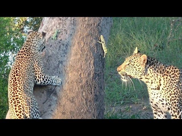 A Rare Sight! LEOPARD and CHAMELEON.