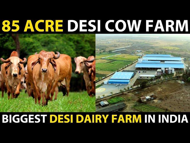 85 ACRE DESI COW FARM..! Biggest Desi High tech Dairy Farm in India | Mr. Milk