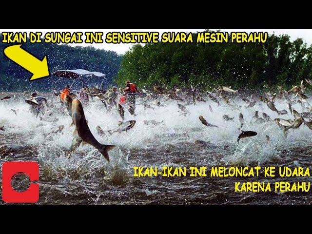 TAK PERLU MEMANCING DI SUNGAI INI, IKAN MELONCAT SETIAP ADA PERAHU LEWAT