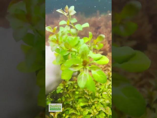 LUDWIGIA REPENS (Absolutely Stunning Aquarium Plant For Sale)