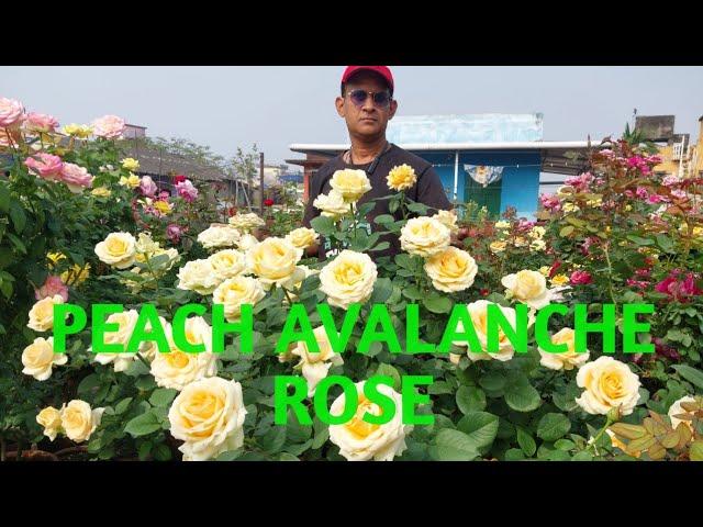 Peach Avalanche Rose