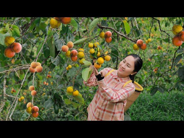 Satisfying with harvesting 100kg persimmon fruits , selling and cooking | Emma Daily Life