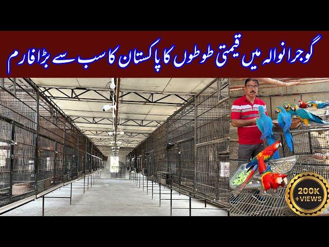 Biggest Macaw Breeding Farm in Gujranwala Pakistan Scarlet, Blue Gold, Red & Green wing Zubair Anwer