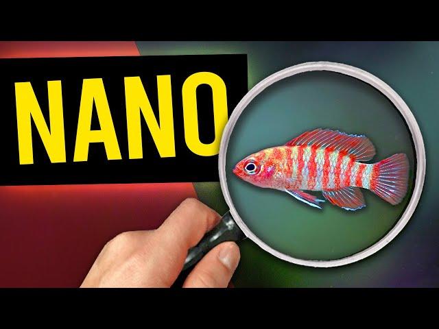 5 Nano Fish To Try In Your Small Aquarium!