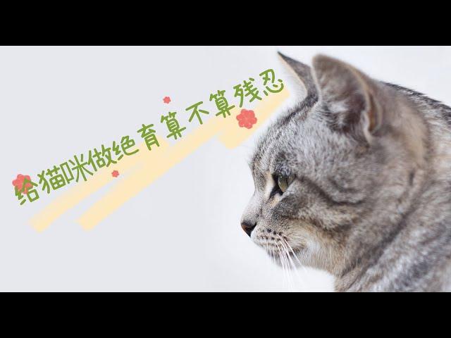 给猫咪做绝育算不算残忍