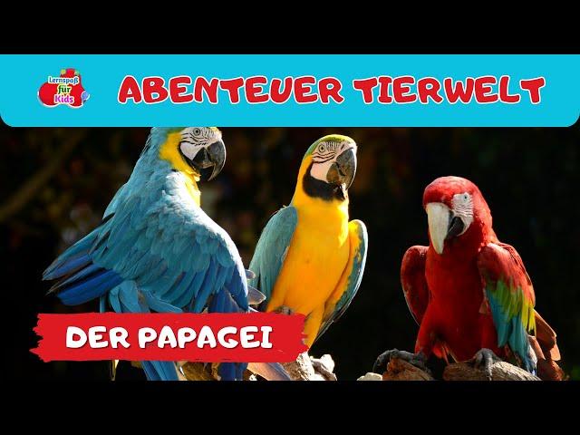 Abenteuer Tierwelt |  der Papagei| Tiere lernen für Kleinkinder