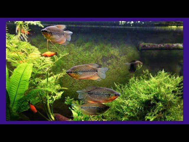 Gourami Tank Gets New 4000K LED (Before and After)