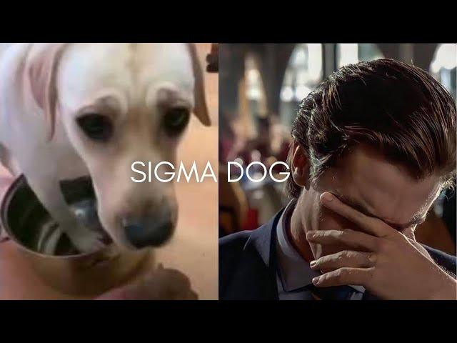 Dog Sad Moments (Mother Vs Father) 