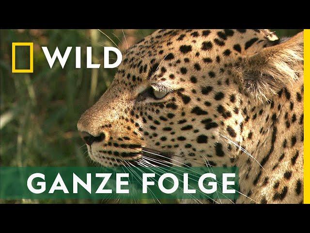 Katzenattacke - Ganze Folge | Afrikas tödlichste Jäger