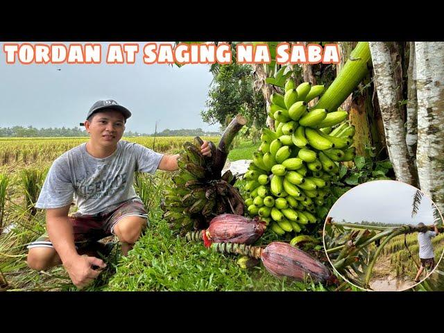 TUMIBA AKO NG TORDAN AT SAGING NA SABA | Nagpadagto ng saging pa birthday kay Lolo Dondon