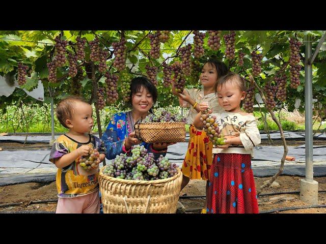 Rescue Baby Frogs Back To Nature & Harvesting Grapes | Sung Thi So