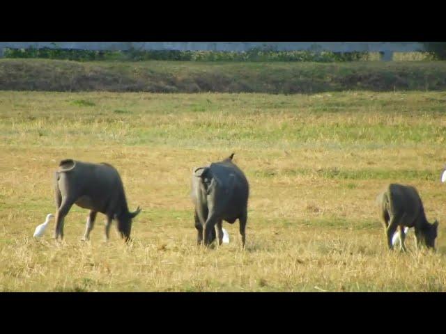 buffaloes walk to eat