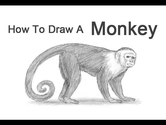 How to Draw a Monkey (Capuchin)