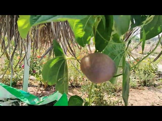 Special for Jainism Religious | Jain Potato | Potato growing on plant and Grow out side of Soil