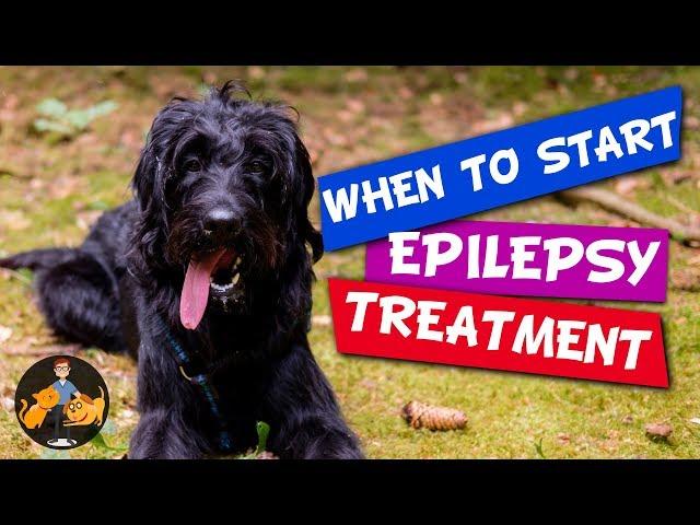 When to Start Epilepsy Treatment for Dogs (and why not straight away)! - Dog Health Vet Advice